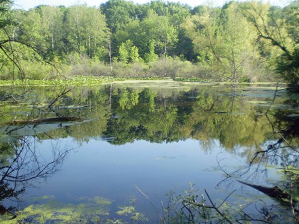 20 Acres Offered in 3 Tracts - Hunting, Wildlife, & Recreation!
